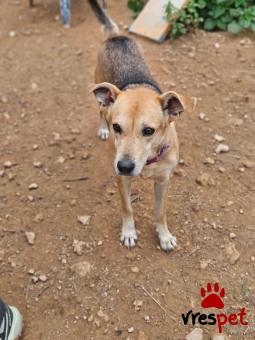 Ράτσα: Άγνωστο - Ημίαιμο | Ηλικία: 5+ | Φύλο: Θηλυκό | Αρ. Microchip: - | Περιοχή: Νέα Σμύρνη, Αττική