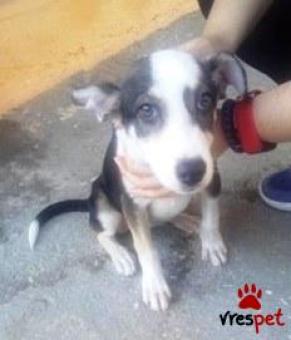 Ράτσα: Ελληνικός Ποιμενικός - Greek Shepherd | Ηλικία: 3 μηνών | Φύλο: Θηλυκό | Αρ. Microchip: 912543214678955 | Περιοχή: Χαϊδάρι, Αττική