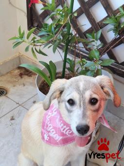 Ράτσα: Λαμπραντόρ - Labrador | Ηλικία: 7 μηνών | Φύλο: Θηλυκό | Αρ. Microchip: 94000063251425 | Ημίαιμο | Περιοχή: Λαυρεωτική, Αττική