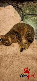 Ράτσα: Άγνωστο - Ημίαιμο | Ηλικία: 3 μηνών | Φύλο: Θηλυκό | Αρ. Microchip: 000000000000000000000 | Ημίαιμο | Περιοχή: Χαϊδάρι, Αττική