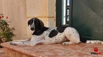 Ράτσα: Ελληνικός Ποιμενικός - Greek Shepherd | Ηλικία: 2 μηνών | Φύλο: Θηλυκό | Αρ. Microchip: 9694500023215874562 | Ημίαιμο | Περιοχή: Σαρωνικός, Αττική