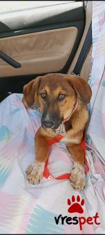 Ράτσα: Γερμανικός ποιμενικός Αλσατίας | Ηλικία: 5 μηνών | Φύλο: Αρσενικό | Αρ. Microchip: 9658877120328 | Περιοχή: Μινώα Πεδιάδα, Κρήτη