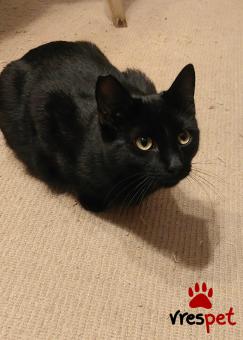 Ράτσα: Άγνωστο - Ημίαιμο | Ηλικία: 8 μηνών | Φύλο: Θηλυκό | Αρ. Microchip: 00000 | Περιοχή: Πυλαία-Χορτιάτης, Θεσσαλονίκη