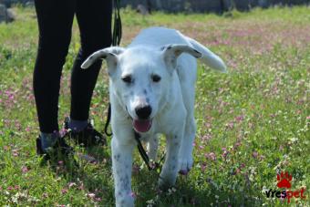 Ράτσα: Άγνωστο - Ημίαιμο | Ηλικία: 4 μηνών | Φύλο: Αρσενικό | Αρ. Microchip: 000000000000000000000 | Ημίαιμο | Περιοχή: Χαϊδάρι, Αττική