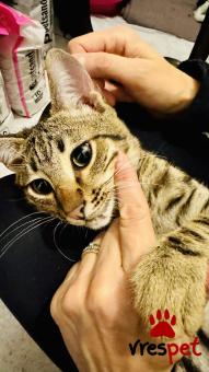 Ράτσα: Άγνωστο - Ημίαιμο | Ηλικία: 3 μηνών | Φύλο: Αρσενικό | Αρ. Microchip: 900182002099629 | Περιοχή: Νίκαια Άγιος Ιωάννης Ρέντης, Αττική