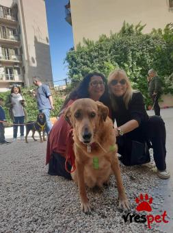 Ράτσα: Γκόλντεν Ριτρίβερ - Golden Retriever | Ηλικία: 5+ | Φύλο: Θηλυκό | Αρ. Microchip: 000000000000000000000 | Ημίαιμο | Περιοχή: Χαϊδάρι, Αττική