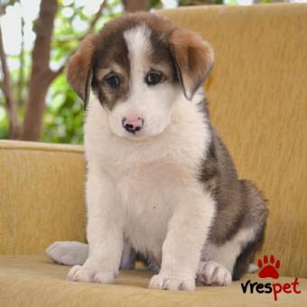 Ράτσα: Λαμπραντόρ - Labrador | Ηλικία: 2 μηνών | Φύλο: Αρσενικό | Αρ. Microchip: 968000010066431 | Περιοχή: Παιανία, Αττική