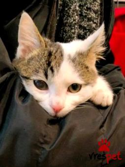 Ράτσα: Άγνωστο - Ημίαιμο | Ηλικία: 5 μηνών | Φύλο: Θηλυκό | Αρ. Microchip: - | Περιοχή: Κιλκίς, Μακεδονία