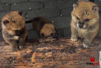 Ράτσα: Ακίτα Γιαπωνέζικος - Akita inu | Ηλικία: 2,5 μηνών | Φύλο: Αρσενικό | Αρ. Microchip: 56768998799 | Περιοχή: Αθήνα, Αττική