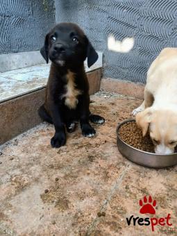 Ράτσα: Λαμπραντόρ - Labrador | Ηλικία: 2,5 μηνών | Φύλο: Αρσενικό | Αρ. Microchip: 0000000000 | Περιοχή: Νίκαια Άγιος Ιωάννης Ρέντης, Αττική