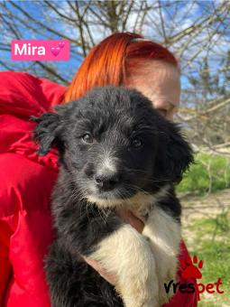 Ράτσα: Άγνωστο - Ημίαιμο | Ηλικία: 2,5 μηνών | Φύλο: Θηλυκό | Αρ. Microchip: 00000000000000 | Περιοχή: Θερμαϊκός, Θεσσαλονίκη