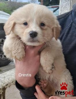 Ράτσα: Άγνωστο - Ημίαιμο | Ηλικία: 2 μηνών | Φύλο: Αρσενικό | Αρ. Microchip: 999999999999999 | Περιοχή: Αττική