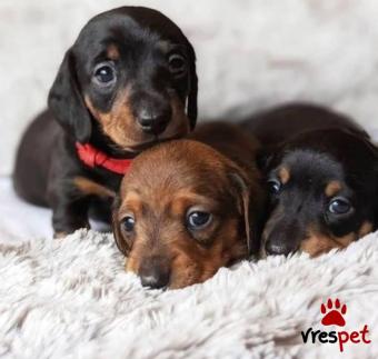 Ράτσα: Ντάτς χάουντ - Dach hound | Ηλικία: 3 μηνών | Φύλο: Αρσενικό | Αρ. Microchip: 90058357902204 | Ιδιώτης | Εκπαιδευμένο | Pedigree | Περιοχή: Αθήνα, Αττική