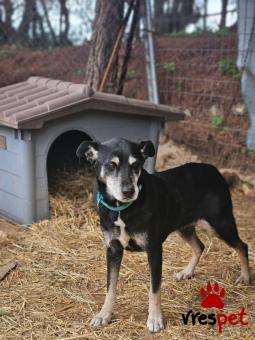 Ράτσα: Άγνωστο - Ημίαιμο | Ηλικία: 5+ | Φύλο: Θηλυκό | Αρ. Microchip: 999999999 | Ημίαιμο | Περιοχή: Νέα Σμύρνη, Αττική