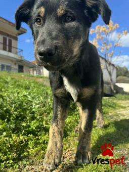 Ράτσα: Άγνωστο - Ημίαιμο | Ηλικία: 5 μηνών | Φύλο: Αρσενικό | Αρ. Microchip: 0000000 | Περιοχή: Κορδελιό Εύοσμος, Θεσσαλονίκη