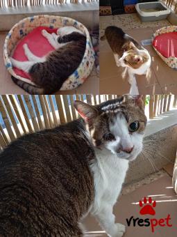 Ράτσα: Άγνωστο - Ημίαιμο | Ηλικία: 5+ | Φύλο: Αρσενικό | Αρ. Microchip: Δεν έχει  | Περιοχή: Θεσσαλονίκη, Θεσσαλονίκη