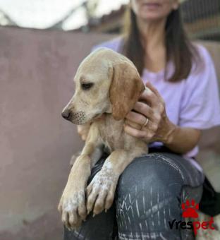 Ράτσα: Άγνωστο - Ημίαιμο | Ηλικία: 3 μηνών | Φύλο: Αρσενικό | Αρ. Microchip: 000000000000008 | Περιοχή: Καλύβια Θορικού, Αττική