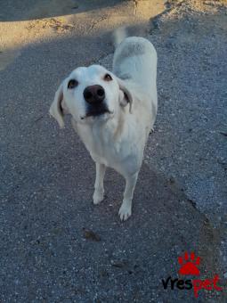 Ράτσα: Άγνωστο - Ημίαιμο | Ηλικία: 1 έτους | Φύλο: Θηλυκό | Αρ. Microchip: 000000000000000000000 | Ημίαιμο | Περιοχή: Χαϊδάρι, Αττική