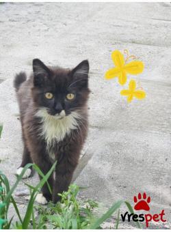 Ράτσα: Γάτα του Αιγαίου | Ηλικία: 4 μηνών | Φύλο: Αρσενικό | Αρ. Microchip: 00000000000 | Ιδιώτης | Περιοχή: Θεσσαλονίκη, Θεσσαλονίκη