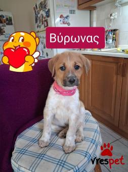 Ράτσα: Λαμπραντόρ - Labrador | Ηλικία: 2,5 μηνών | Φύλο: Αρσενικό | Αρ. Microchip: 90123625454780 | Ημίαιμο | Περιοχή: Λαυρεωτική, Αττική