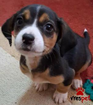 Ράτσα: Άγνωστο - Ημίαιμο | Ηλικία: 2,5 μηνών | Φύλο: Αρσενικό | Αρ. Microchip: 999999999999999 | Περιοχή: Αττική