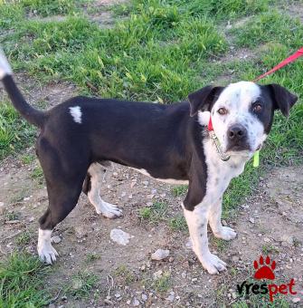 Ράτσα: Πίτ μπούλ - pitbull | Ηλικία: 2 ετών | Φύλο: Αρσενικό | Αρ. Microchip: 0 | Ημίαιμο | Περιοχή: Γλυφάδα, Αττική