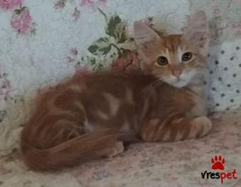 Ράτσα: Μαίην Κουν | Ηλικία: 3 μηνών | Φύλο: Αρσενικό | Αρ. Microchip: 966000017286524 | Περιοχή: Παιανία, Αττική