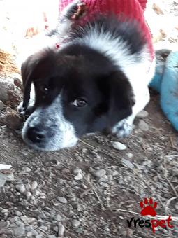 Ράτσα: Γκόλντεν Ριτρίβερ - Golden Retriever | Ηλικία: 6 μηνών | Φύλο: Θηλυκό | Αρ. Microchip: 426000000111113 | Ημίαιμο | Περιοχή: Αγιά, Θεσσαλία