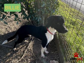 Ράτσα: Άγνωστο - Ημίαιμο | Ηλικία: 2 ετών | Φύλο: Αρσενικό | Αρ. Microchip: 000000000000000 | Περιοχή: Θερμαϊκός, Θεσσαλονίκη