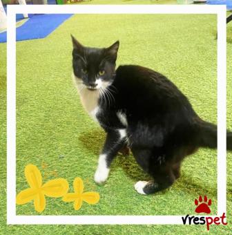 Ράτσα: Γάτα του Αιγαίου | Ηλικία: 4 μηνών | Φύλο: Θηλυκό | Αρ. Microchip: 00000000000 | Ιδιώτης | Περιοχή: Θεσσαλονίκη, Θεσσαλονίκη