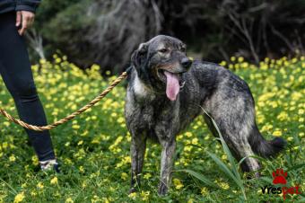 Ράτσα: Άγνωστο - Ημίαιμο | Ηλικία: 3 ετών | Φύλο: Θηλυκό | Αρ. Microchip: - | Περιοχή: Νέα Σμύρνη, Αττική