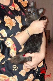 Ράτσα: Άγνωστο - Ημίαιμο | Ηλικία: 3 μηνών | Φύλο: Θηλυκό | Αρ. Microchip: Δεν έχει microchip  | Περιοχή: Νίκαια Άγιος Ιωάννης Ρέντης, Αττική