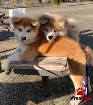 Ράτσα: Ακίτα Γιαπωνέζικος - Akita inu | Ηλικία: 3 μηνών | Φύλο: Θηλυκό | Αρ. Microchip: 978101082346754 | Ιδιώτης | Εκπαιδευμένο | Pedigree | Περιοχή: Αθήνα, Αττική