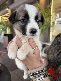 Ράτσα: Άγνωστο - Ημίαιμο | Ηλικία: 2 μηνών | Φύλο: Θηλυκό | Αρ. Microchip: 0 | Ημίαιμο | Περιοχή: Γλυφάδα, Αττική