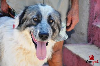 Ράτσα: Ελληνικός Ποιμενικός - Greek Shepherd | Ηλικία: 2 ετών | Φύλο: Αρσενικό | Αρ. Microchip: 969480000232158 | Περιοχή: Σαρωνικός, Αττική