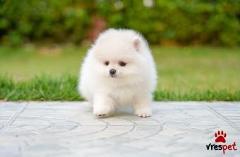 Ράτσα: Πομεράνιαν - Pomeranian | Ηλικία: 2,5 μηνών | Φύλο: Θηλυκό | Αρ. Microchip: 930800780922720 | Ιδιώτης | Εκπαιδευμένο | Pedigree | Περιοχή: Αθήνα, Αττική