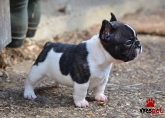 Ράτσα: Γαλλικό Μπουλντόγκ - Bulldog | Ηλικία: 2 μηνών | Φύλο: Θηλυκό | Αρ. Microchip: 08467837 | Περιοχή: Αττική