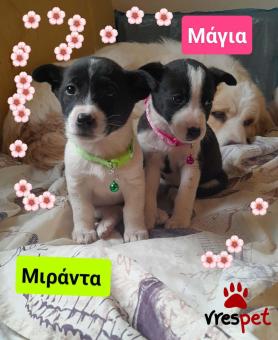 Ράτσα: Άγνωστο - Ημίαιμο | Ηλικία: 2 μηνών | Φύλο: Θηλυκό | Αρ. Microchip: 990000014587458 | Ημίαιμο | Περιοχή: Λαυρεωτική, Αττική