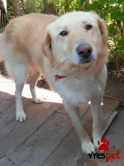 Ράτσα: Άγνωστο - Ημίαιμο | Ηλικία: 4 ετών | Φύλο: Θηλυκό | Αρ. Microchip: - | Περιοχή: Κιλκίς, Μακεδονία