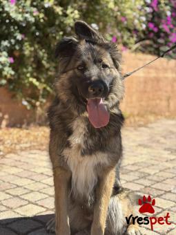 Ράτσα: Άγνωστο - Ημίαιμο | Ηλικία: 3 ετών | Φύλο: Θηλυκό | Αρ. Microchip: 000000000000008 | Περιοχή: Καλύβια Θορικού, Αττική