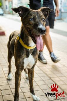 Ράτσα: Άγνωστο - Ημίαιμο | Ηλικία: 5+ | Φύλο: Αρσενικό | Αρ. Microchip: - | Περιοχή: Νέα Σμύρνη, Αττική