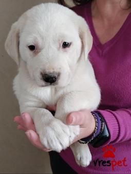 Ράτσα: Άγνωστο - Ημίαιμο | Ηλικία: 2 μηνών | Φύλο: Θηλυκό | Αρ. Microchip: 0000000 | Περιοχή: Κορδελιό Εύοσμος, Θεσσαλονίκη