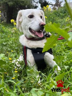 Ράτσα: Λαμπραντόρ - Labrador | Ηλικία: 1 έτους | Φύλο: Θηλυκό | Αρ. Microchip: 000000000000000000000 | Ημίαιμο | Περιοχή: Χαϊδάρι, Αττική