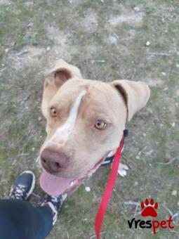 Ράτσα: Πίτ μπούλ - pitbull | Ηλικία: 5+ | Φύλο: Αρσενικό | Αρ. Microchip: 00000000000000 | Περιοχή: Κορωπί, Αττική