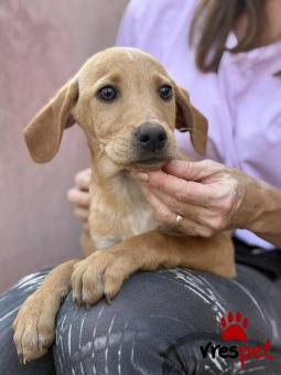 Ράτσα: Άγνωστο - Ημίαιμο | Ηλικία: 3 μηνών | Φύλο: Αρσενικό | Αρ. Microchip: 000000000000008 | Περιοχή: Καλύβια Θορικού, Αττική