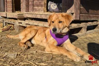 Ράτσα: Άγνωστο - Ημίαιμο | Ηλικία: 6 μηνών | Φύλο: Αρσενικό | Αρ. Microchip: 99000014221927 | Ημίαιμο | Περιοχή: Νεάπολη Συκεές, Θεσσαλονίκη