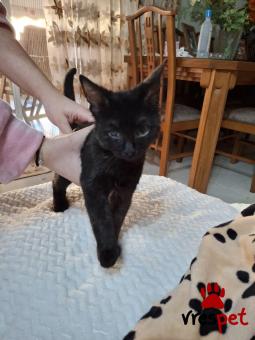 Ράτσα: Άγνωστο - Ημίαιμο | Ηλικία: 4 μηνών | Φύλο: Αρσενικό | Αρ. Microchip: Δεν έχει microchip  | Περιοχή: Νίκαια Άγιος Ιωάννης Ρέντης, Αττική