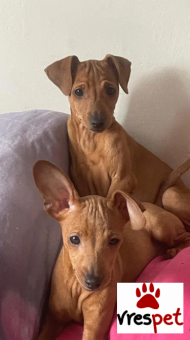 Ράτσα: Πίντσερ - Pinscher | Ηλικία: 3 μηνών | Φύλο: Αρσενικό | Αρ. Microchip: 5474454788374 | Ιδιώτης | Εκπαιδευμένο | Pedigree | Περιοχή: Αθήνα, Αττική