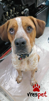 Ράτσα: Άγνωστο - Ημίαιμο | Ηλικία: 4 ετών | Φύλο: Αρσενικό | Αρ. Microchip: 990000006921344 | Ημίαιμο | Βρέθηκε | Περιοχή: Νέα Σμύρνη, Αττική