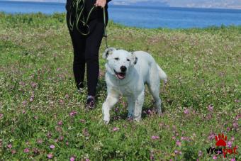 Ράτσα: Άγνωστο - Ημίαιμο | Ηλικία: 5 μηνών | Φύλο: Αρσενικό | Αρ. Microchip: 900233003375077 | Περιοχή: Κόρινθος, Πελλοπόνησος